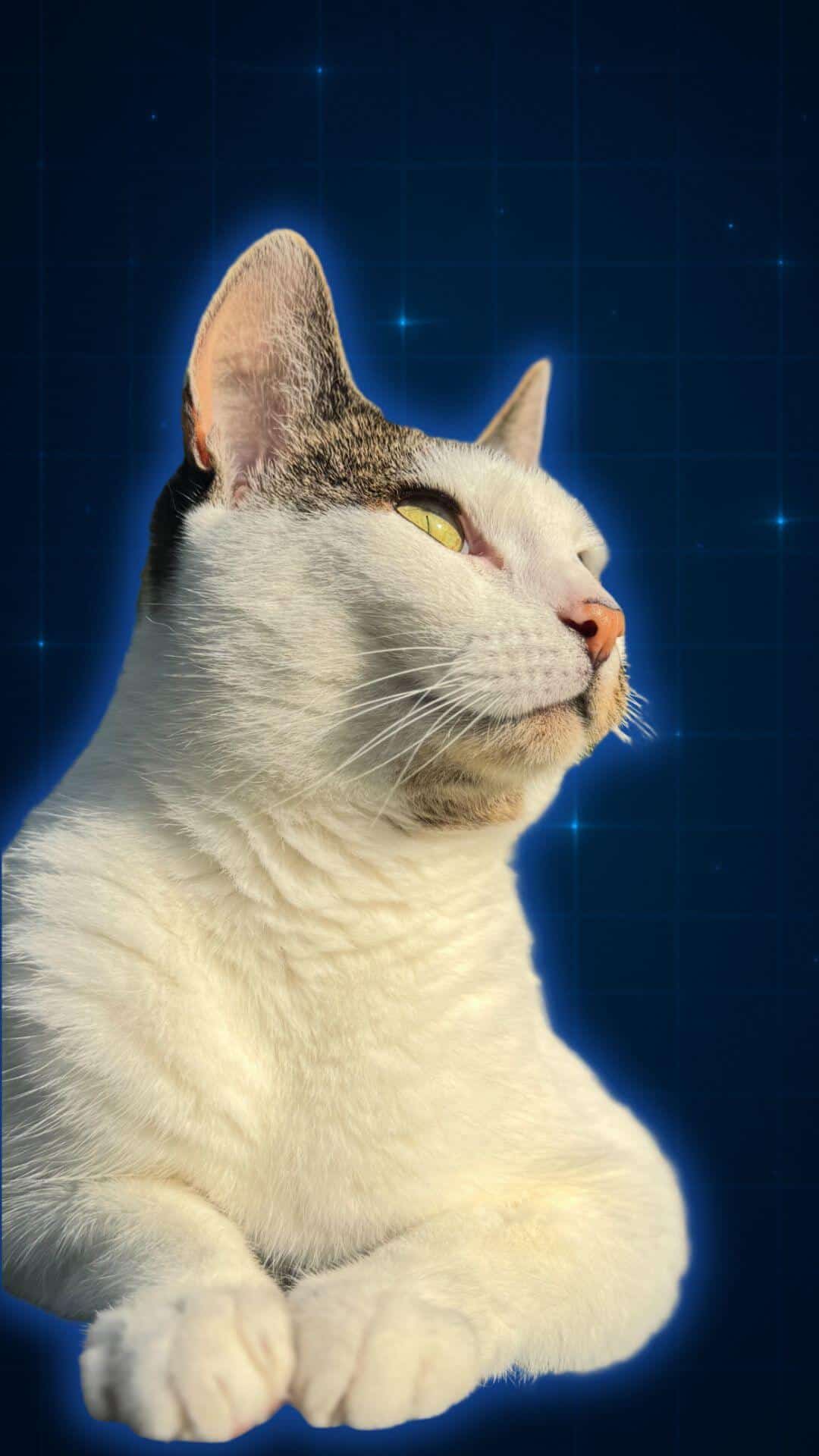 Kitty The Cat